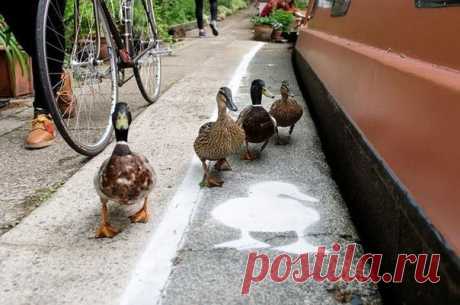 Утиные дорожки на улицах городов Великобритании В Манчестере, Бирмингеме и Лондоне уткам выделили отдельные полосы движения. В парках рядом с водой теперь есть специальные дорожки для уток, которые должны напомнить людям, что они не одни в парках, а делят их с животными. Проект получил большую поддержку среди организаций по защите...