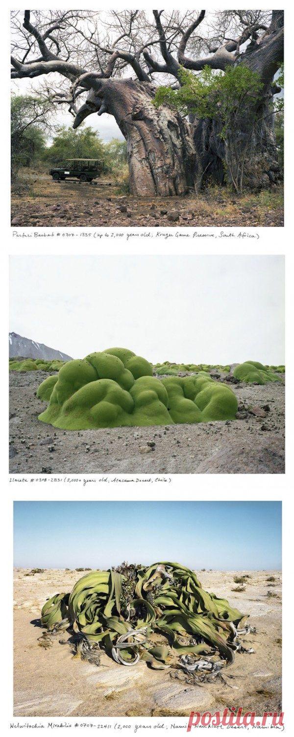 Древние растения / Туристический спутник