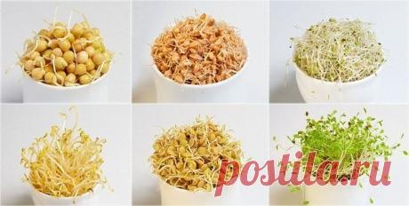 КАК ПРОРАЩИВАТЬ СЕМЕНА И ЗЕРНА

Самым популярным зерном для проращивания является пшеница. Прорастить пшеницу очень просто. Нужно перебрать зерно, удалить мусор и кусочки соломы, промыть и залить водой на ночь. Утром нужно промыть зернышки и разложить на тарелке, можно накрыть льняной тканью. На следующий день у вас на обед будет очень вкусное и полезное блюдо.

Вкус и качество пророщенных зерен будет зависеть от сорта пшеницы. Чтобы найти то, что понравиться именно Вам, м...