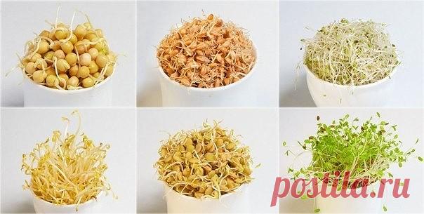 КАК ПРОРАЩИВАТЬ СЕМЕНА И ЗЕРНА

Самым популярным зерном для проращивания является пшеница. Прорастить пшеницу очень просто. Нужно перебрать зерно, удалить мусор и кусочки соломы, промыть и залить водой на ночь. Утром нужно промыть зернышки и разложить на тарелке, можно накрыть льняной тканью. На следующий день у вас на обед будет очень вкусное и полезное блюдо.

Вкус и качество пророщенных зерен будет зависеть от сорта пшеницы. Чтобы найти то, что понравиться именно Вам, м...