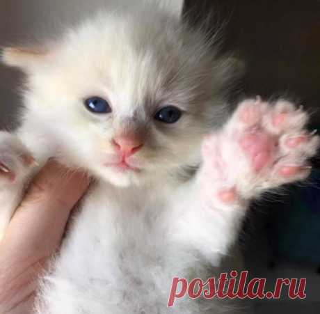 Спасение крошечного котенка, застрявшего между камней | Все о наших питомцах