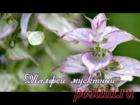 Пряная грядка. Растения