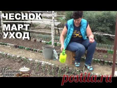Уход за чесноком весной в марте  3 главных обязательных шага