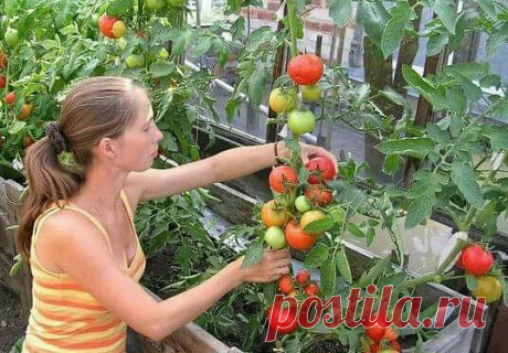 ​ФУРАЦИЛИН ОТ ФИТОФТОРЫ
Долгое время мучилась с фитофторой, одна старенькая бабушка посоветовала мне...
...#борьбасвредителями
