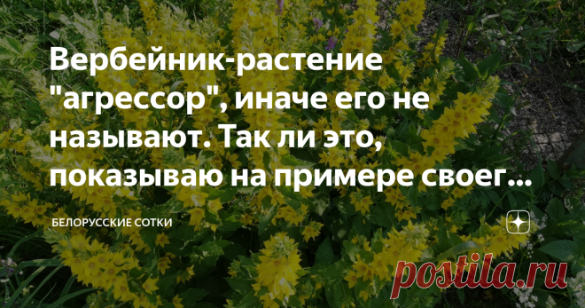 Вербейник-растение 