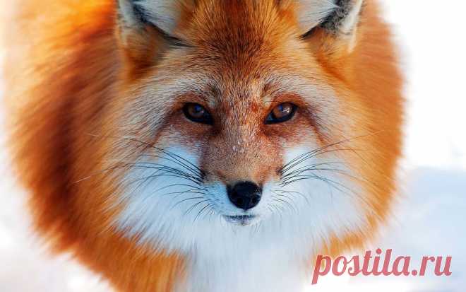 fox2.jpg (1280×800)