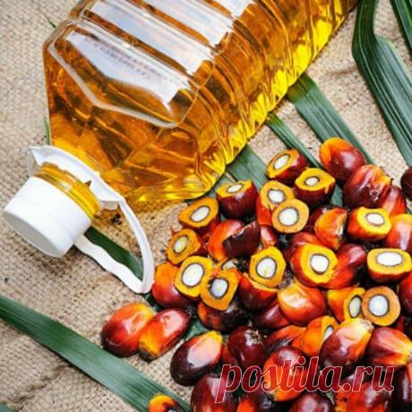 Вся правда о пальмовом масле: что будет если есть пальму каждый день
Ребят, всех приветствую! В этой статье наконец-то разберёмся, что же такое пальмовое масло, развеем мифы, а также ответим на вопрос — «Что будет если есть пальму каждый день?». Пальмовое масло (ПМ) – это одна из разновидностей растительных масел, использующихся в качестве сырья для приготовления сложных жиров и маргаринов. Масло производится из сочных плодов масленичных пальм. […]
Читай пост далее на сайте. Жми ⏫ссылку выше
