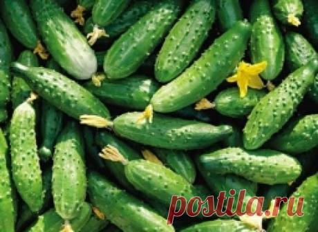 Как собрать уражай 20-25 огурцов с 1 куста - Садоводка