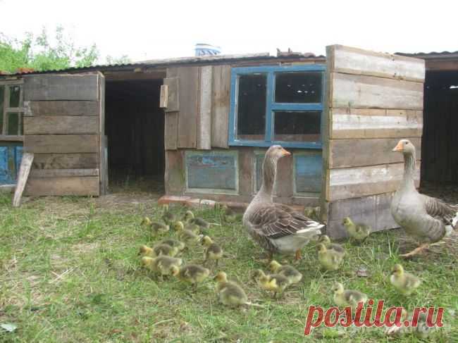 Как мы строили гусятник «из ничего»
