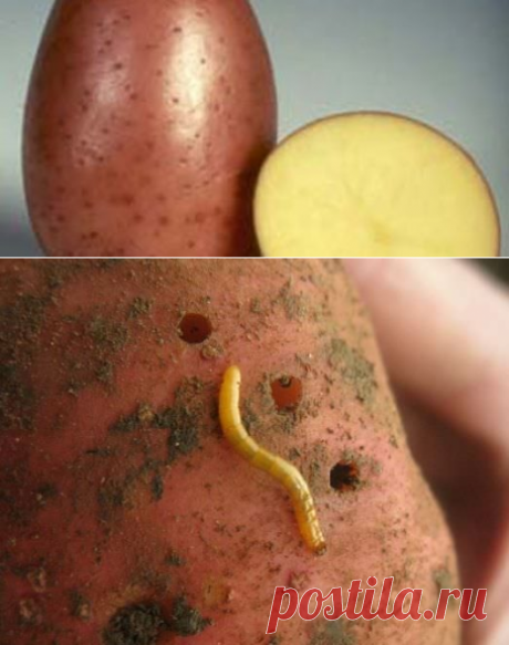 Как избавиться от проволочника на картофельном участке