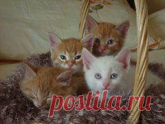 мои любимые котики