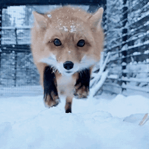Snow Fox GIF by moodman - Find & Share on GIPHY Discover & share this Fox GIF with everyone you know. GIPHY is how you search, share, discover, and create GIFs.