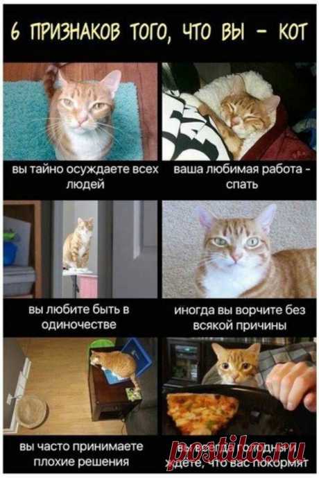 Котопост выходного дня для отличного настроения!