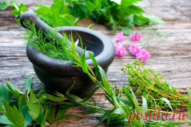 Полезные свойства травы тархун.