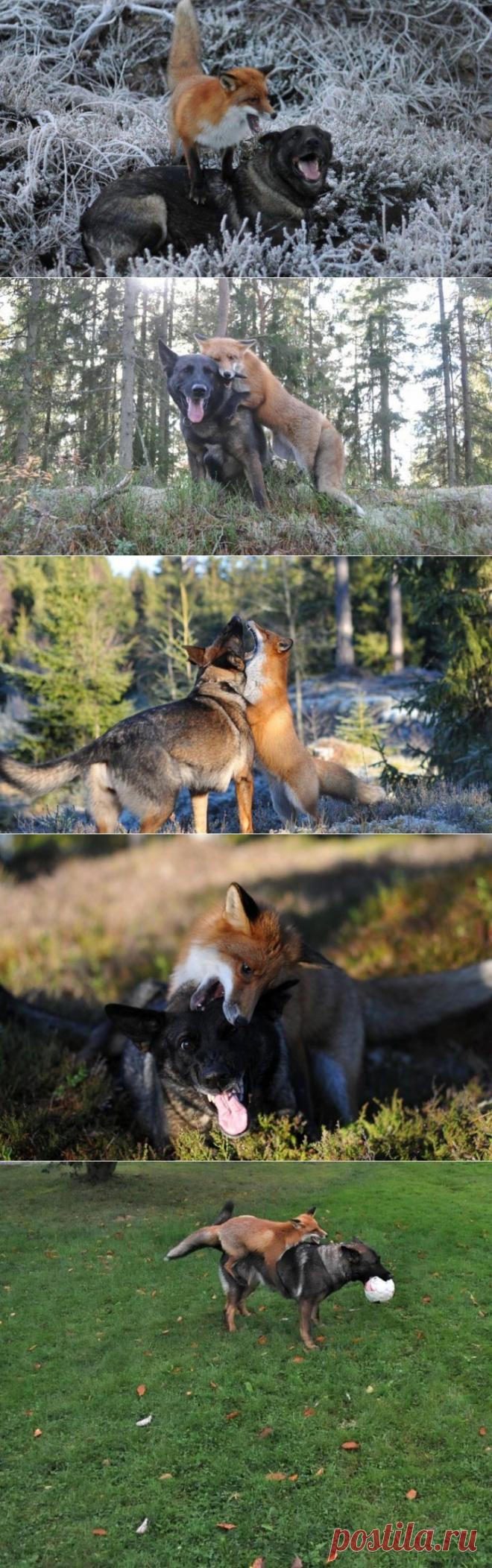 (+1) тема - Удивительная дружба между дикой лисой и собакой | Четвероногий юмор