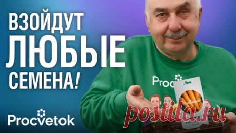 В таком копеечном средстве семена взошли быстрее всего! Протестировали 11 народных стимуляторов | Procvetok | Дзен