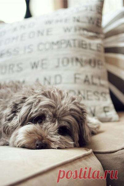 Я люблю смаковать свое счастье. Когда глотаешь его второпях, не чувствуешь вкуса.

Шарлотта Бронте. Шерли