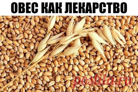 Овес как лекарство.