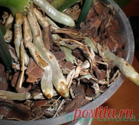 Корни орхидеи – что нужно знать начинающему флористу