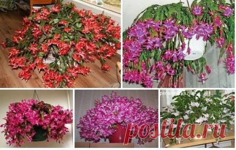(54) Одноклассники