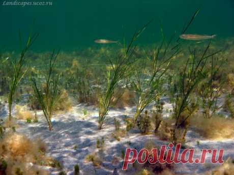 Underwater landscapes - Таманский залив 2007