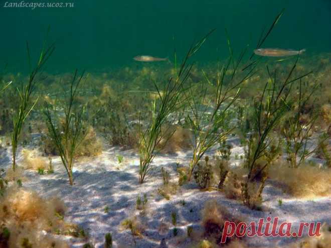 Underwater landscapes - Таманский залив 2007