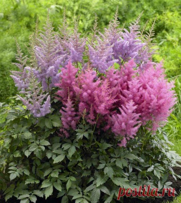 Лучшие многолетники, цветущие все лето - 10 примеров цветов с фото, названиями и описанием