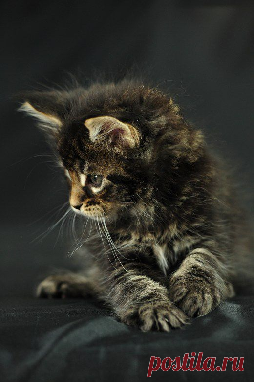キトゥン - キトゥン. 猫の写真を, 猫の写真の, 子猫の写真 子猫の写真を, 猫の写真を, 猫の写真の, 子猫の写真 猫写真の写真の
