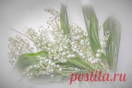 Я люблю ✿ ЦВЕТЫ ✿ | I ♥ Flowers