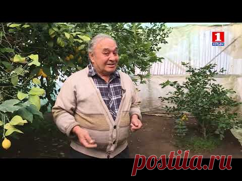 Лимонное счастье