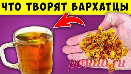 Вот что творят БАРХАТЦЫ с телом! 80% людей НЕ ЗНАЮТ об Этом...