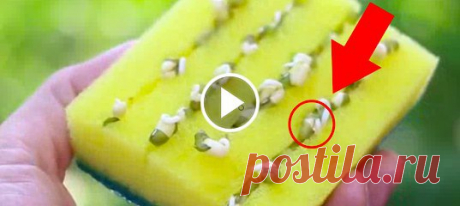 Видеоролик о том, как из обычной пластиковой бутылки можно смастерить кучу всяких полезных домашних приспособлений 

Еще больше полезных советов у нас в группе! Моя дача