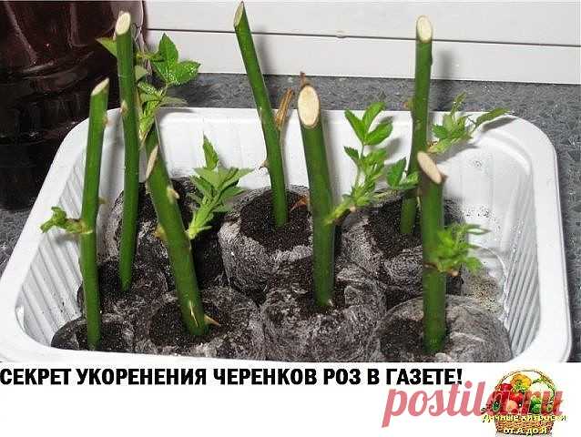 цитата selwas : СЕКРЕТ УКОРЕНЕНИЯ ЧЕРЕНКОВ РОЗ В ГАЗЕТЕ! (04:59 14-03-2017) [4683827/410899010] - Почта Mail.Ru