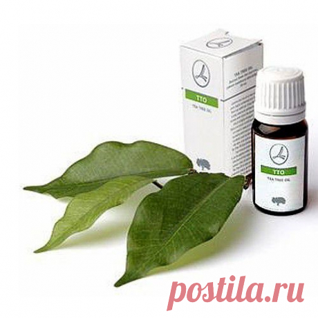 масло чайного дерева применение | Блог о здоровье