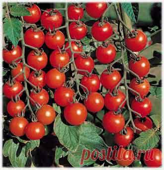Помидоры черри: выращивание, сорта черри, полезные свойства.