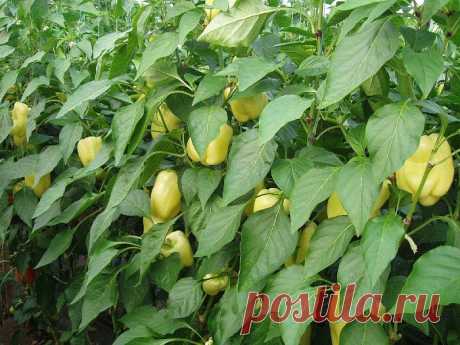 Индетерминантные сорта перцев: обзор лучших сортов, фото, характеристика, отзывы