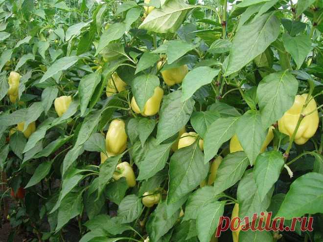 Индетерминантные сорта перцев: обзор лучших сортов, фото, характеристика, отзывы