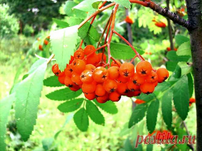 Гроздья рябины,  гроздья душистые....Автор  фото:  Владимир  Злобин .