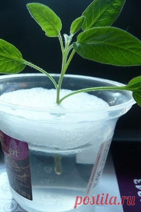 КАК ЛЕГКО УКОРЕНИТЬ ЧЕРЕНОК

Cохраните, чтобы не потерять!