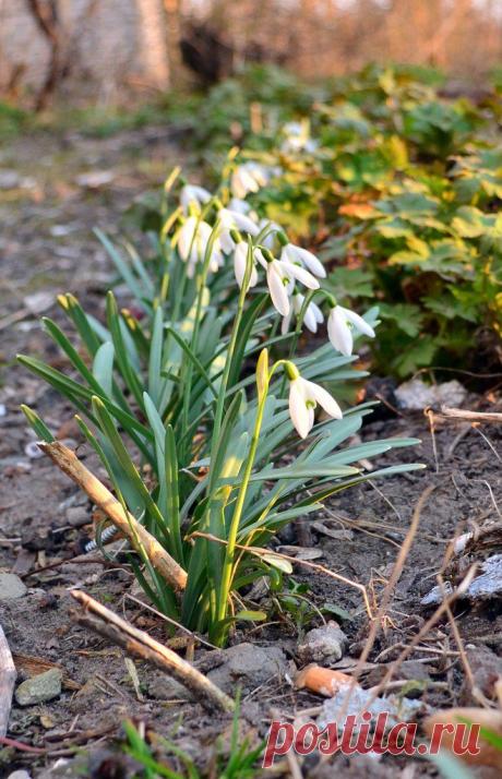 Подснежники...