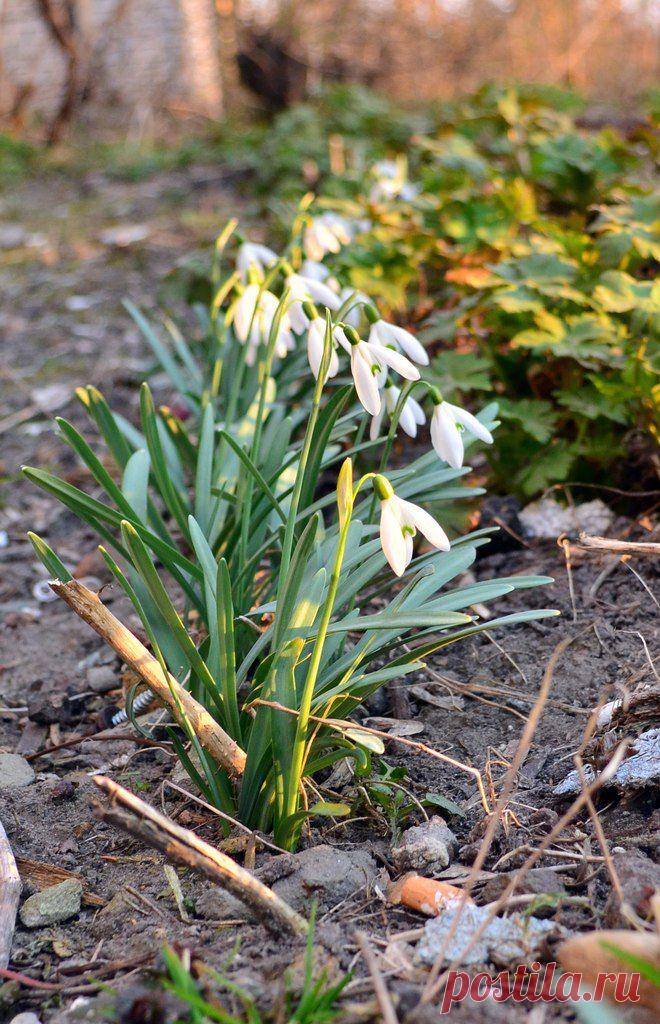 Подснежники...