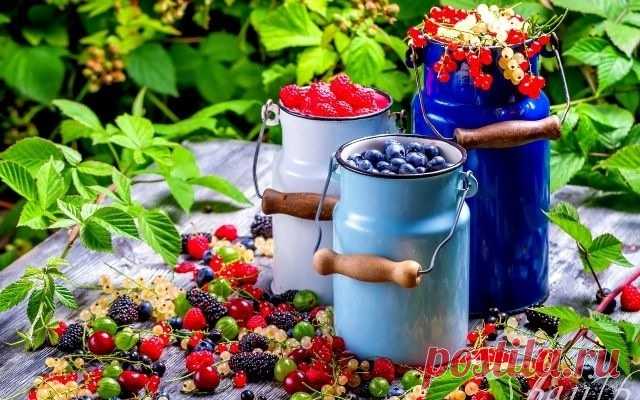 Кому из ягодников надо больше солнца 

КРАСНАЯ и БЕЛАЯ СМОРОДИНА должны расти на солнце. Так уж сложилось, что в природных условиях они произрастали в редколесье или среди травы, то есть сверху кусты ничем не затенялись.
В условиях длинн…