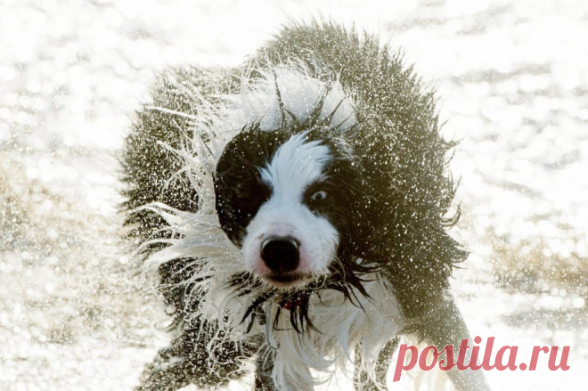 В мире животных / Surfingbird.ru
