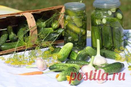 Заготовки и закуски из огурцов. Рецепты