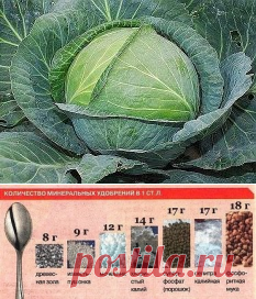 (11) Одноклассники