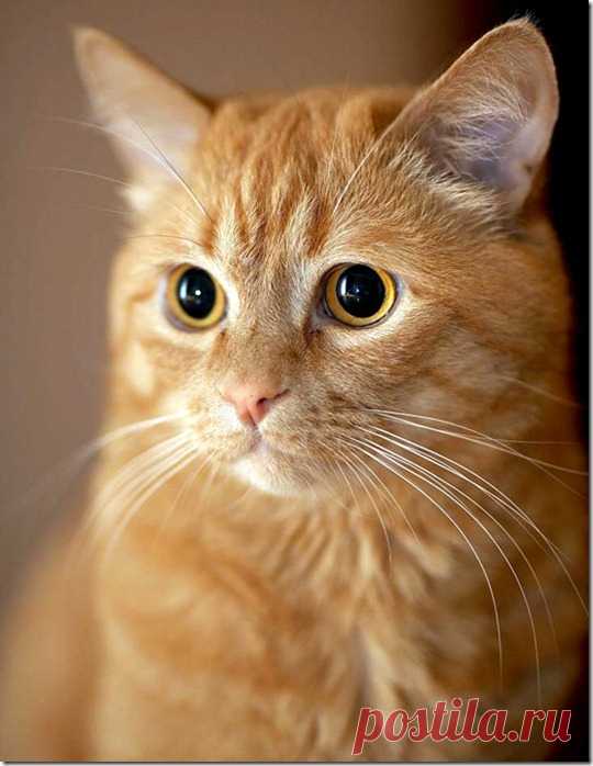 Война с котом…