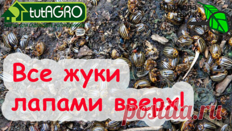 Ни колорадских ЖУКОВ, ни БЛОШКИ, ни СОВКИ, ни ТРИПСА, ни КЛЕЩА! Сила ТУРА в каждой капле! | Иван Русских | Дзен
