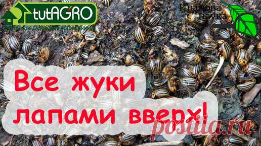 Ни колорадских ЖУКОВ, ни БЛОШКИ, ни СОВКИ, ни ТРИПСА, ни КЛЕЩА! Сила ТУРА в каждой капле! | Иван Русских | Дзен