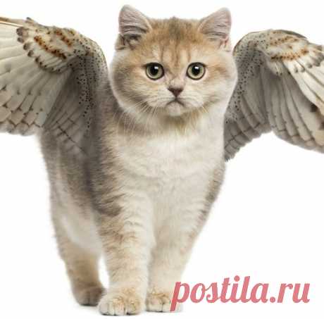 Крылатые кошки, оказывается, не редкость!