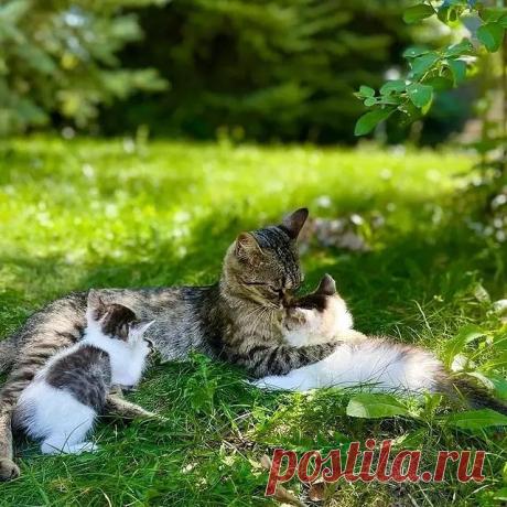 Photo by Котята даром Алматы on September 10, 2021. May be an image of animal and outdoors.